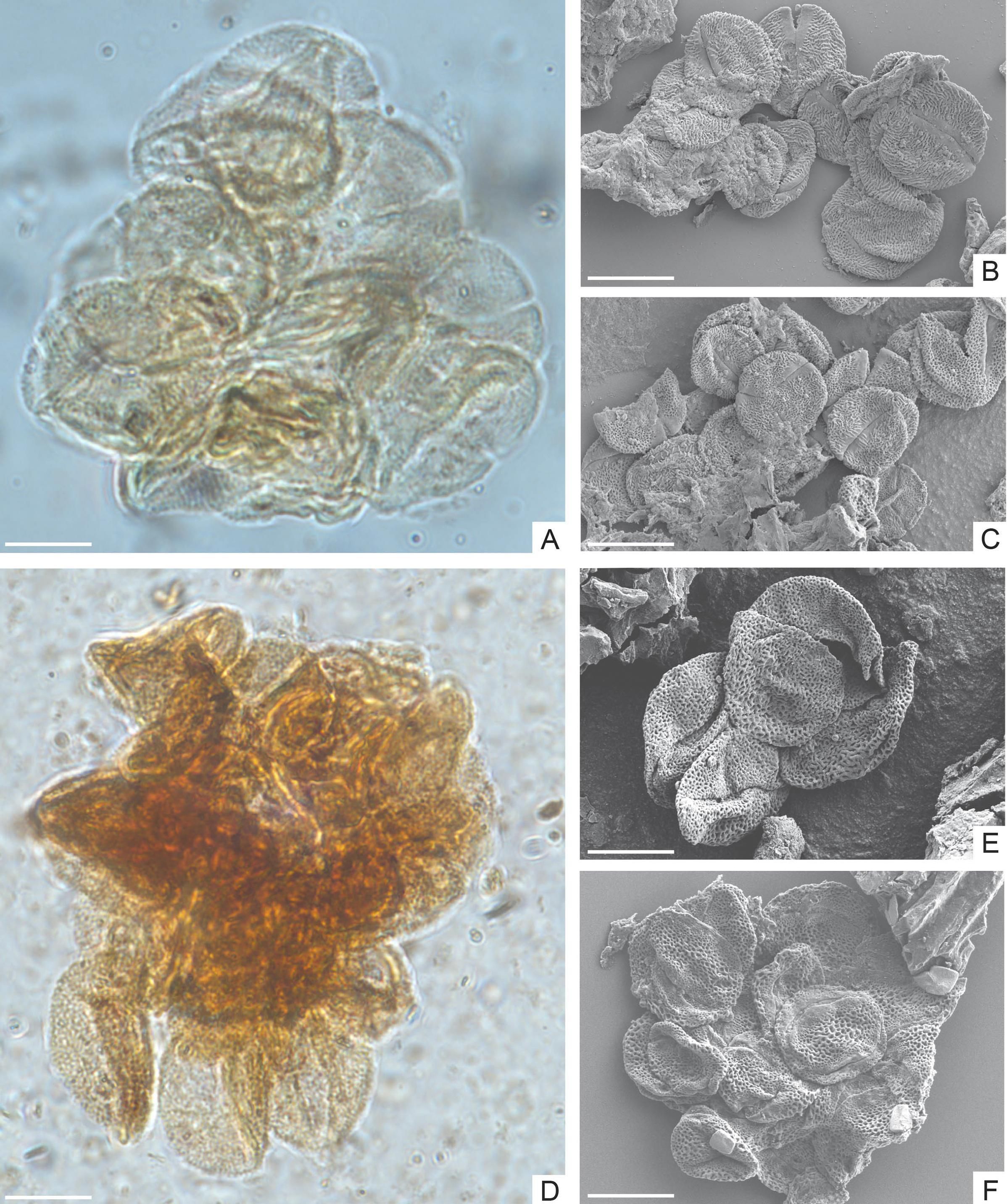Grupos de polen recuperados de la Cuenca Bighorn, Wyoming, EE. UU