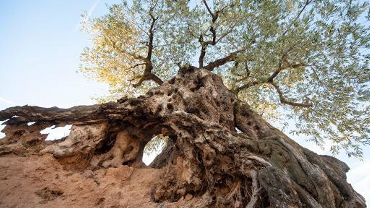 Con unas 80.000 hectáreas de cultivo en España, la empeltre continúa siendo la columna vertebral del olivar en muchas comarcas aragonesas y vecinas