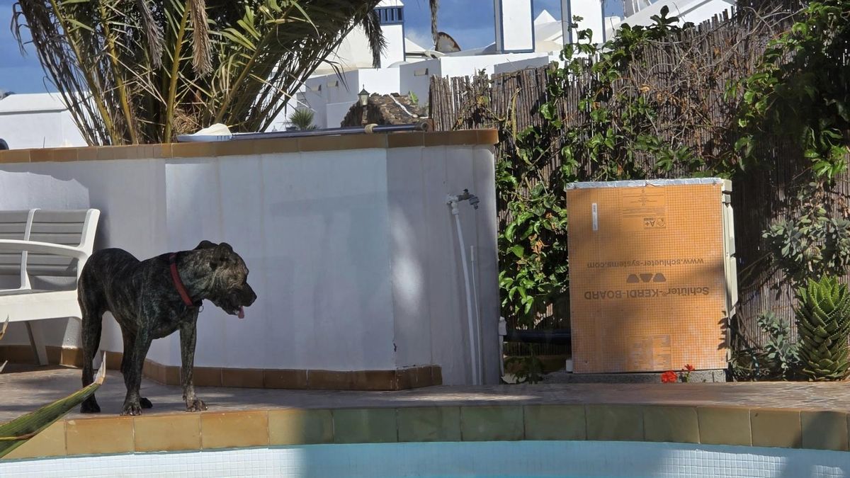 Uno de los perros del hombre investigado en Lanzarote.