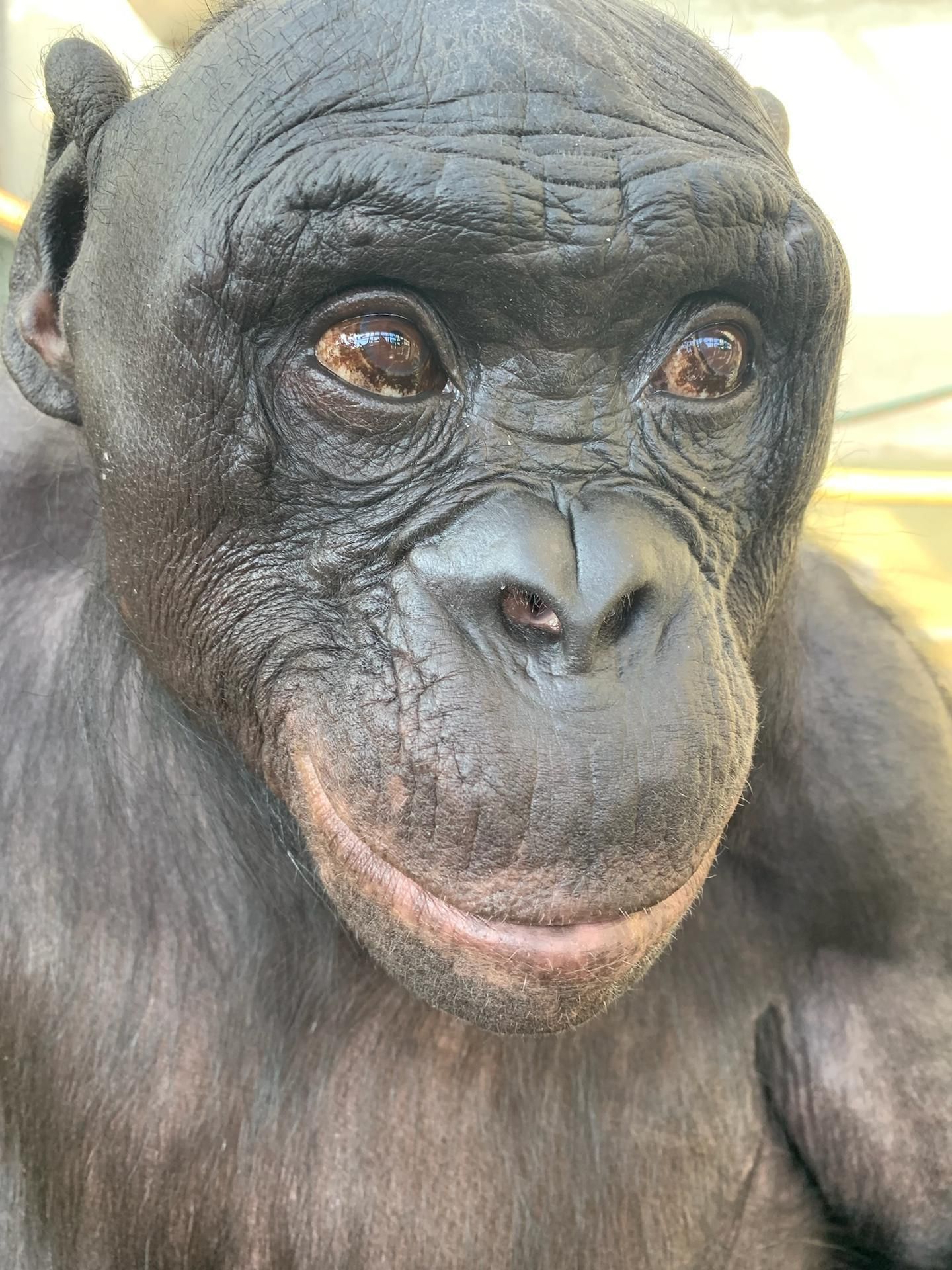 Una serie de experimentos con un bonobo llamado Kanzi muestra por primera vez que los simios pueden seguir mentalmente a múltiples humanos familiares a la vez, incluso aunque no los vea. Kanzi también podía reconocer a los cuidadores solo por sus voces, una habilidad nunca antes probada en bonobos