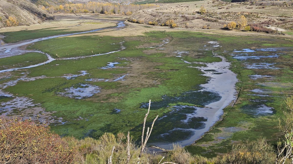 Aves en el embalse de Selga de Ordás, ya prácticamente vaciado.