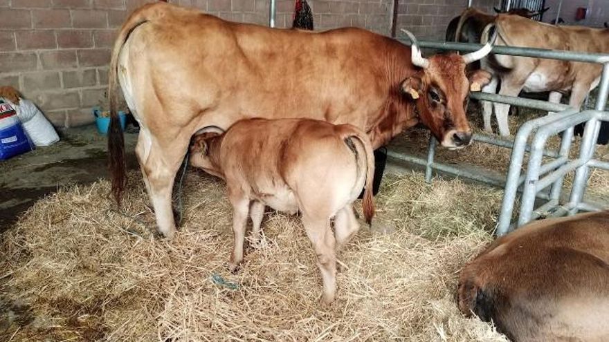 Una vaca con un ternero en el certamen de Asturiana de los Valles de Villablino. // Luis Álvarez
