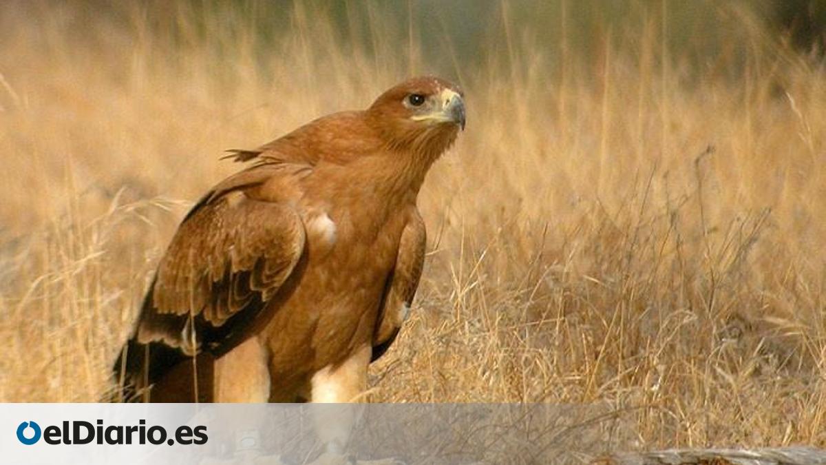 La población de águila imperial llega