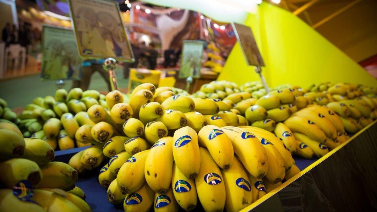 La banana se hace grande: de la reserva del mercado nacional al 49% de cuota para el plátano hasta este agosto