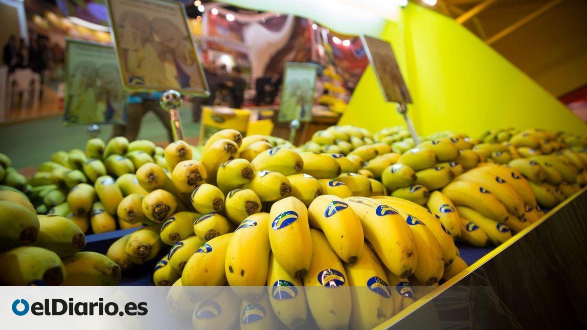 Canarias envió 3,6 millones de kilos de plátanos a Marruecos en 2025, el 70% de lo que comercializó fuera de España