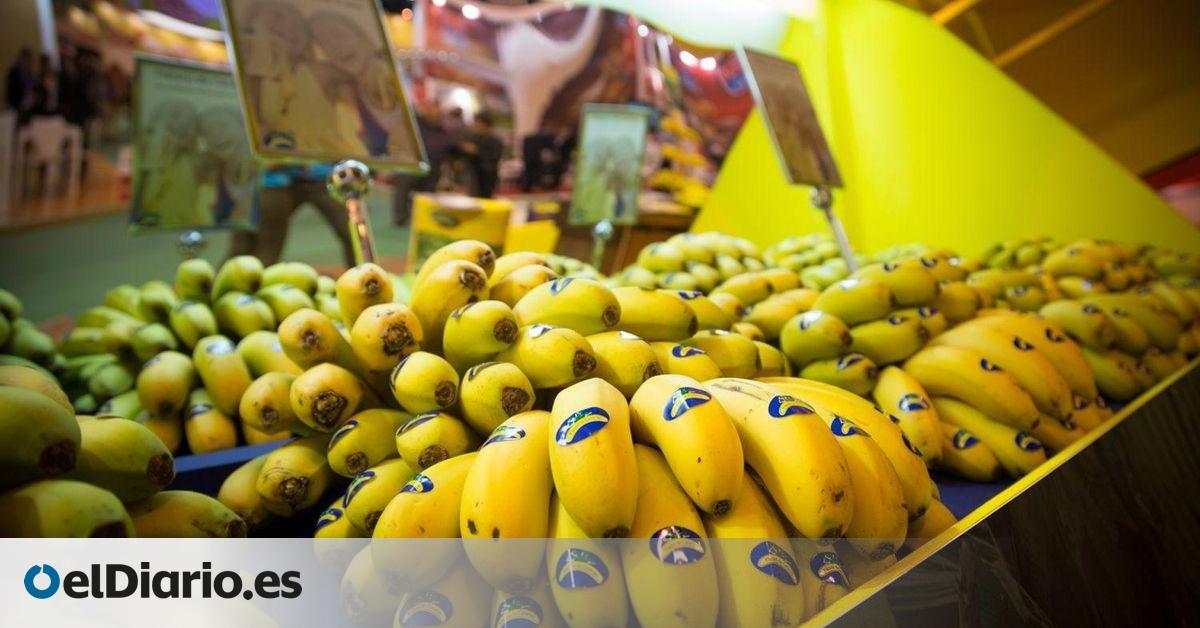 La banana se hace grande: de la reserva del mercado nacional al 49% de cuota para el plátano hasta este agosto