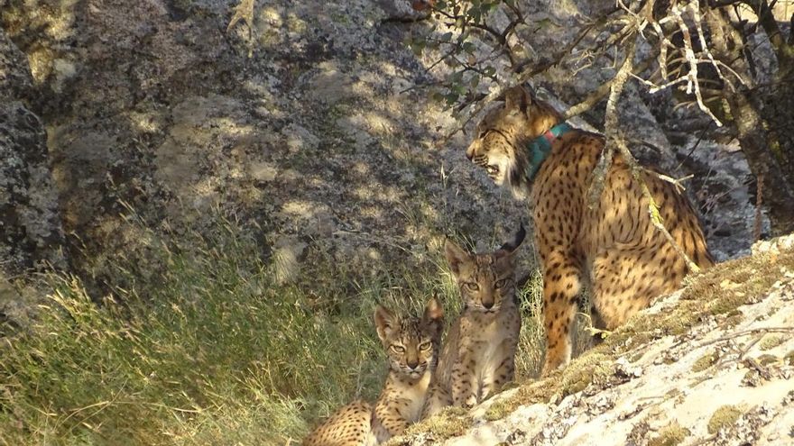 El lince camina hacia su supervivencia pese al año sin coordinador ni fondos europeos