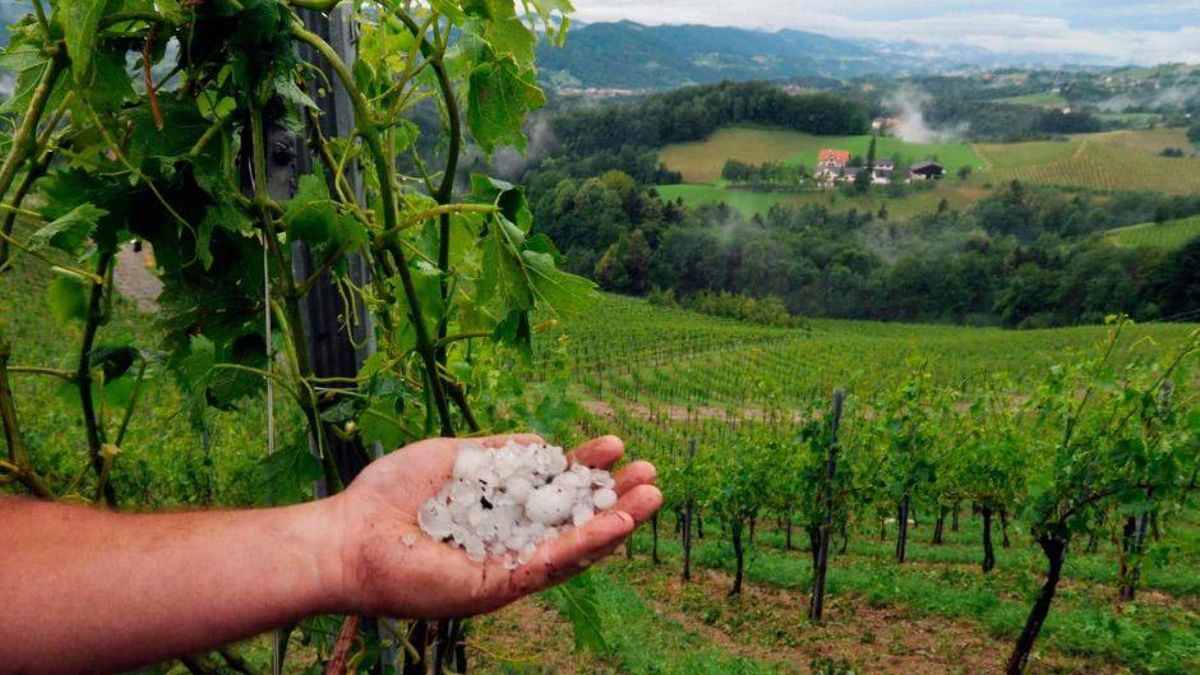 Los profesionales del sector primario dejan al fin de adelantar el descuento por la subvención de los seguros agrarios en Aragón