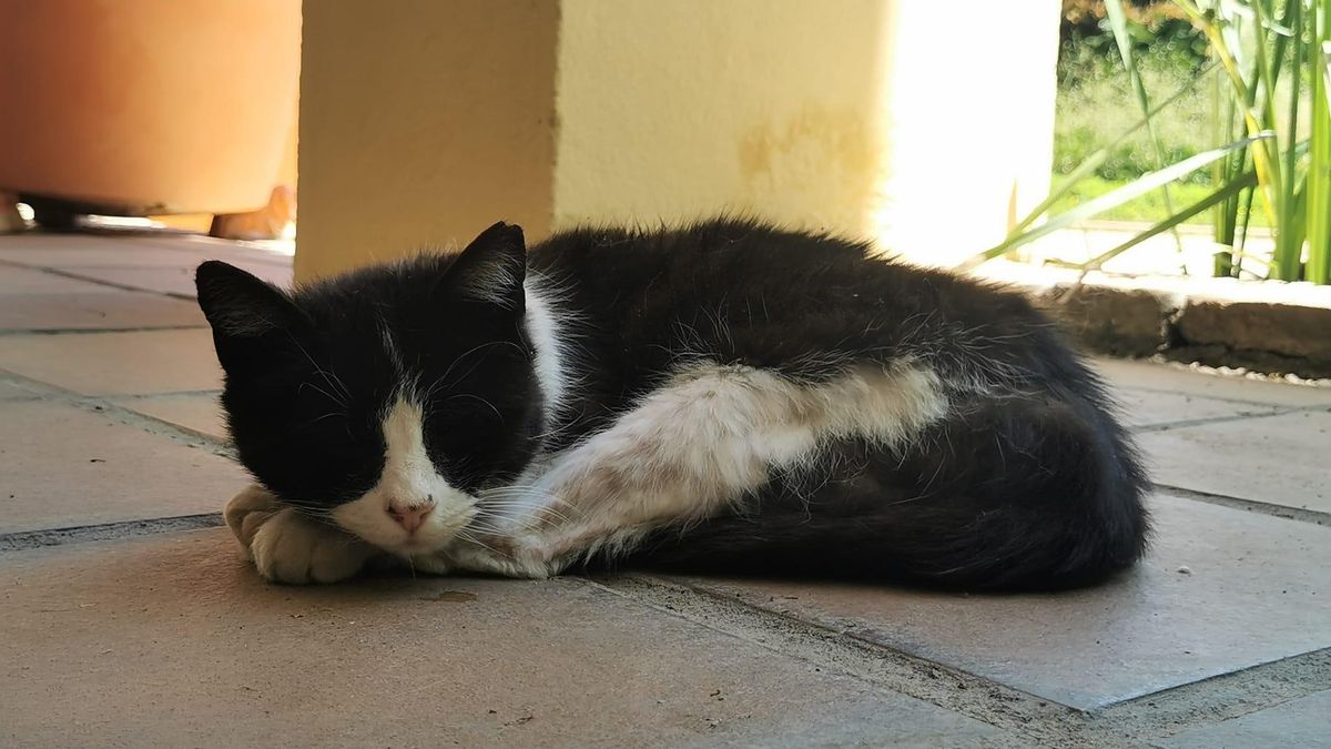 La gata Fátima del Jardín Botánico de Córdoba.