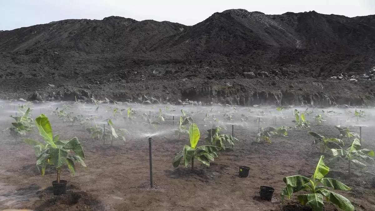 Gobierno de Canarias y Cabildo de La Palma  coordinarán actuaciones para dotar de nuevos recursos hídricos al campo