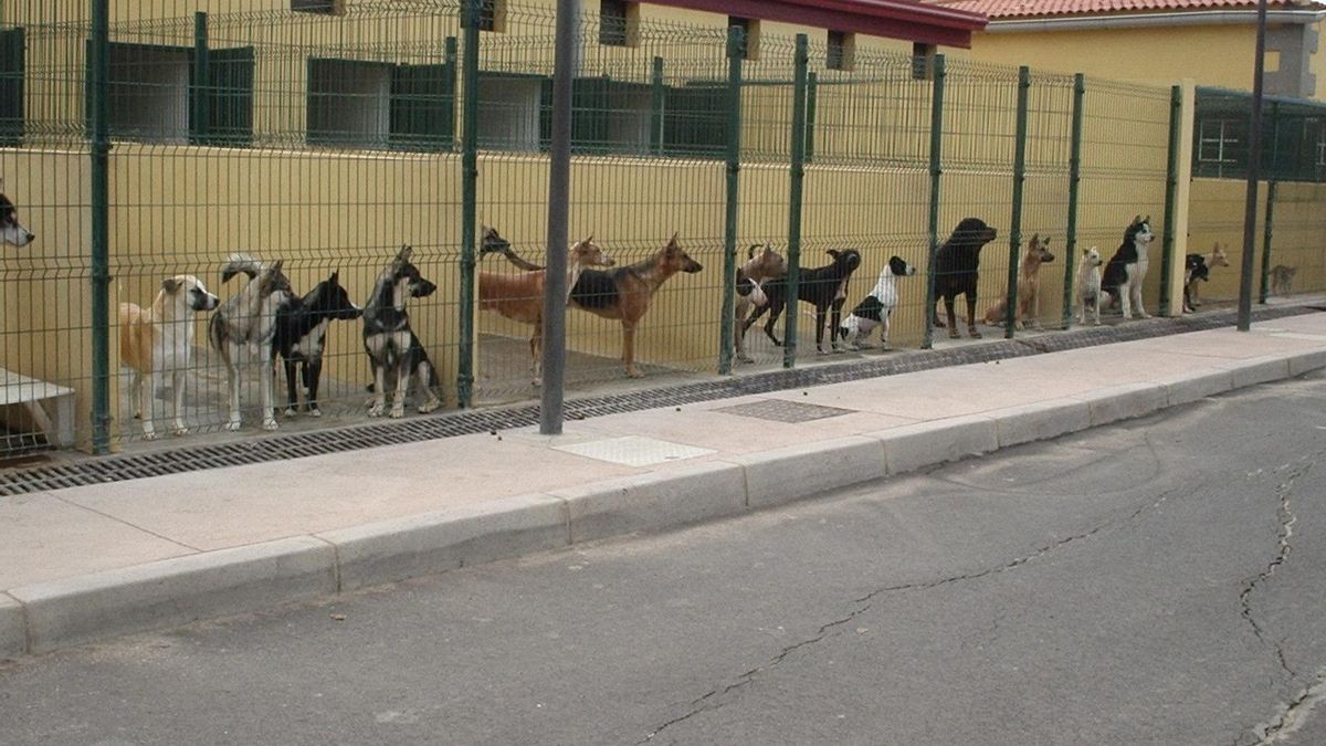 Perros en el albergue Valle Colino de Tenerife.