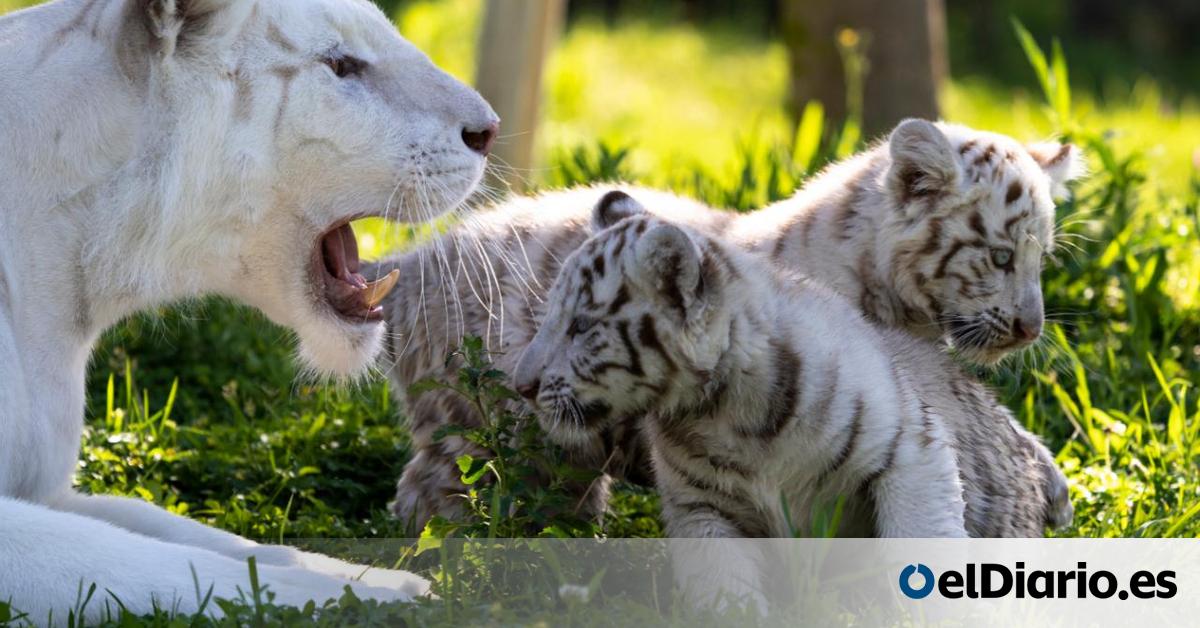 Nacen Dos Crias De Tigre Blanco En Sendaviva