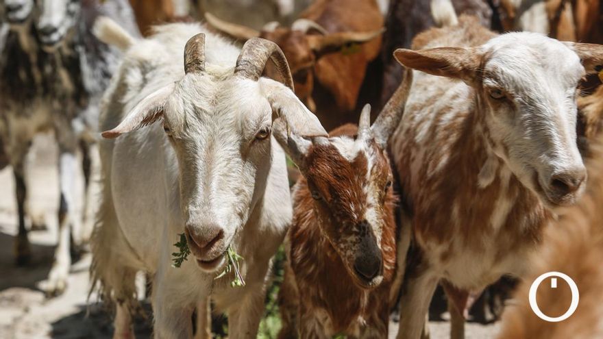 Un rebaño de 'cabras bomberas' en labores de prevención de incendios en la Sierra
