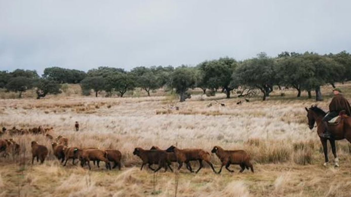 Abascal pastoreando ovejas -según él- en Extremadura