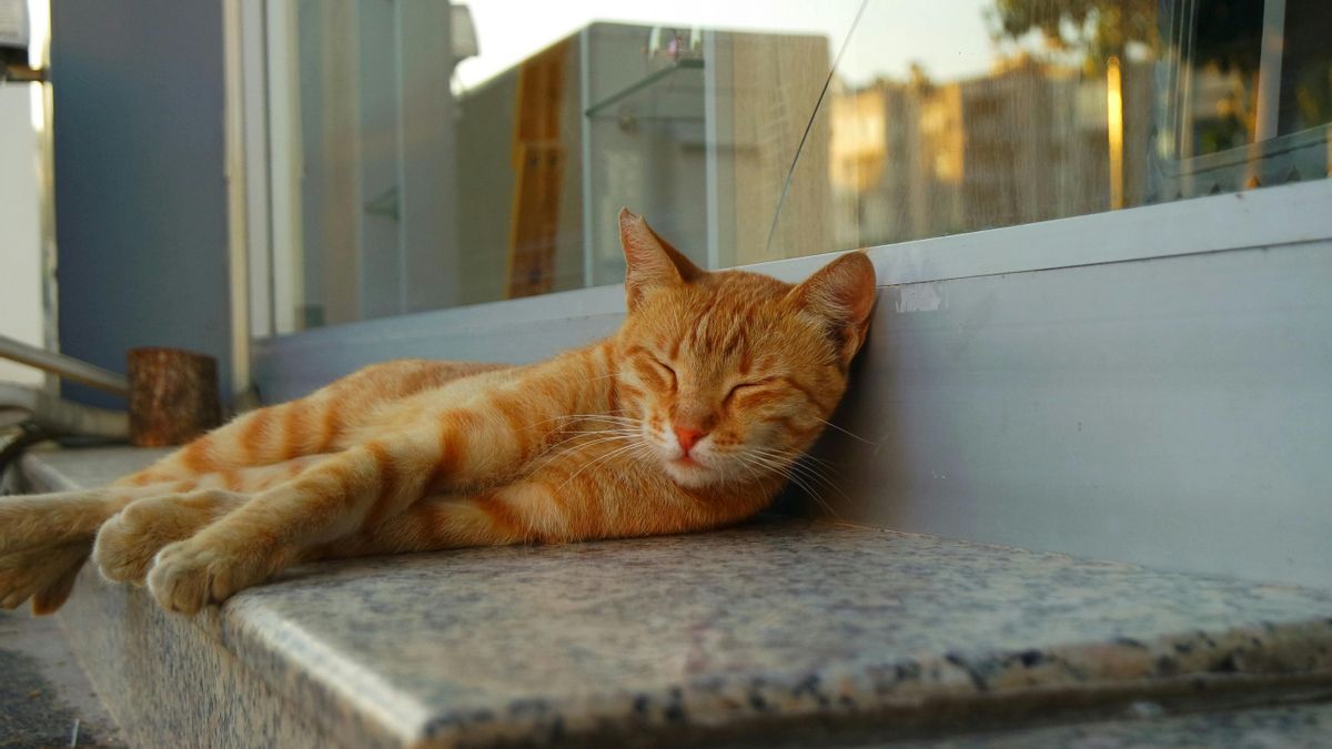 Los gatos adoptan este posición como una estrategia de defensa