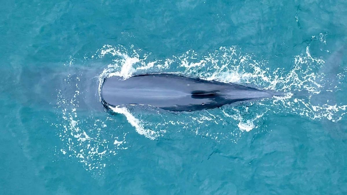 Ejemplares de ballena sei son monitoreados para verificar el recorrido que realizan. Foto: Diego Cabanas/Proyecto Cetáceos San Jorge