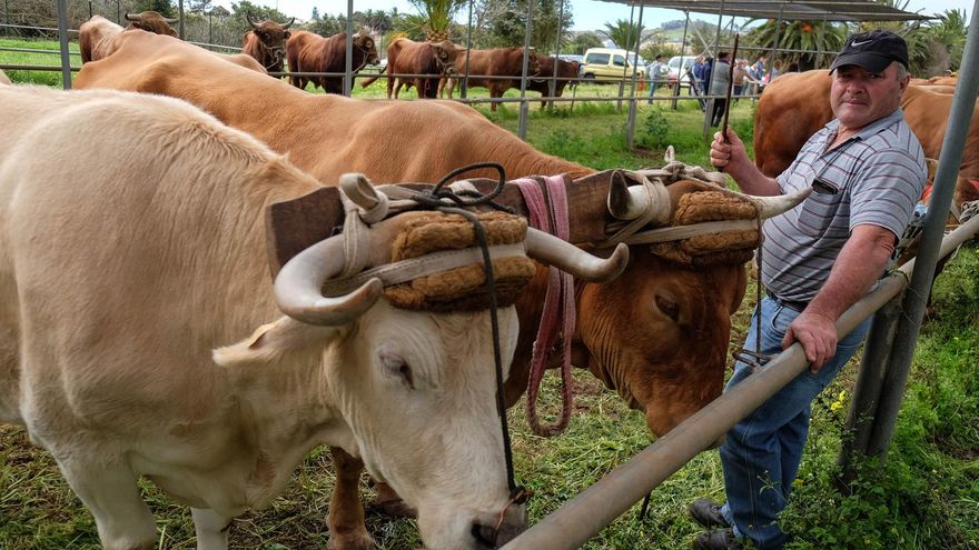 El Gobierno canario anuncia ayudas para garantizar la supervivencia de la ganadería en las Islas ante la crisis por la guerra en Ucrania