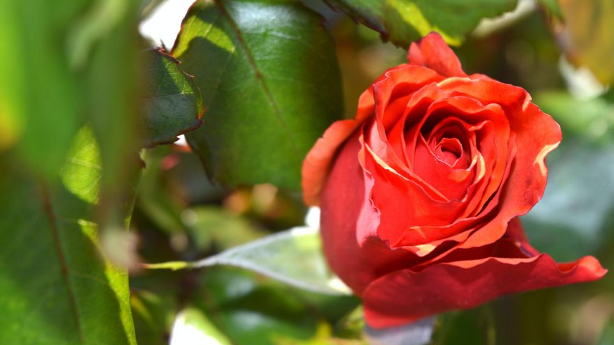 El rosal también se puede poner aunque alejado de la zona de baño por sus espinas