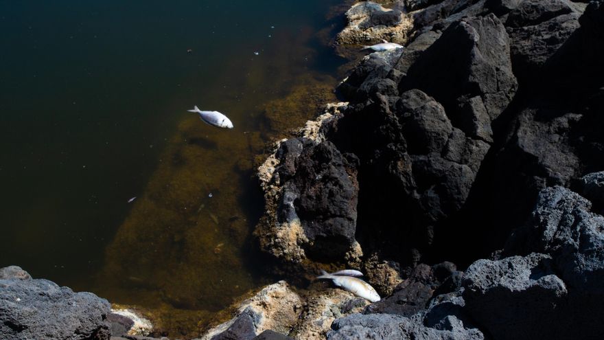 Peces muertos en el charco de Los Chochos