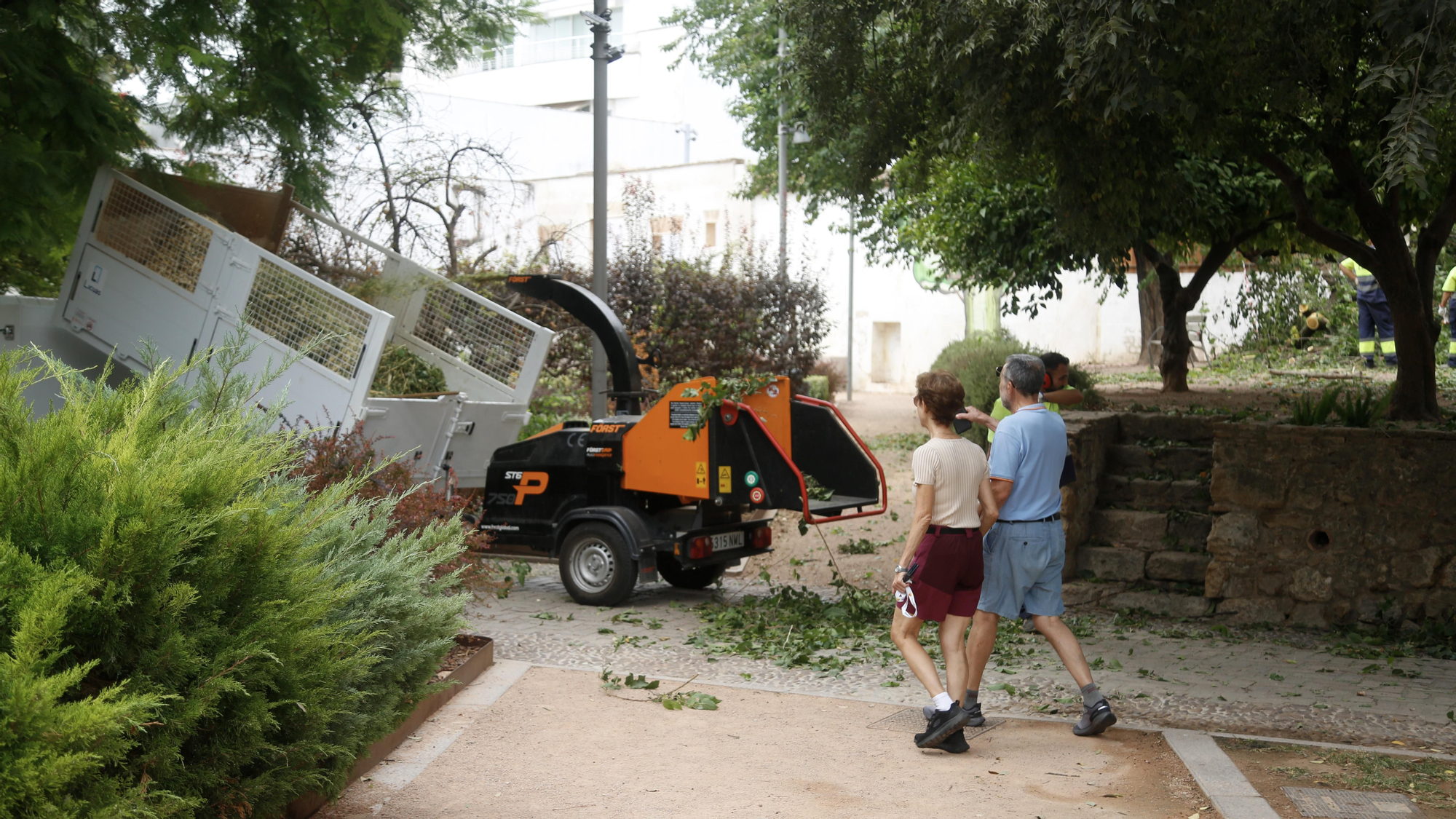 Árbol partido en el parque de Orive