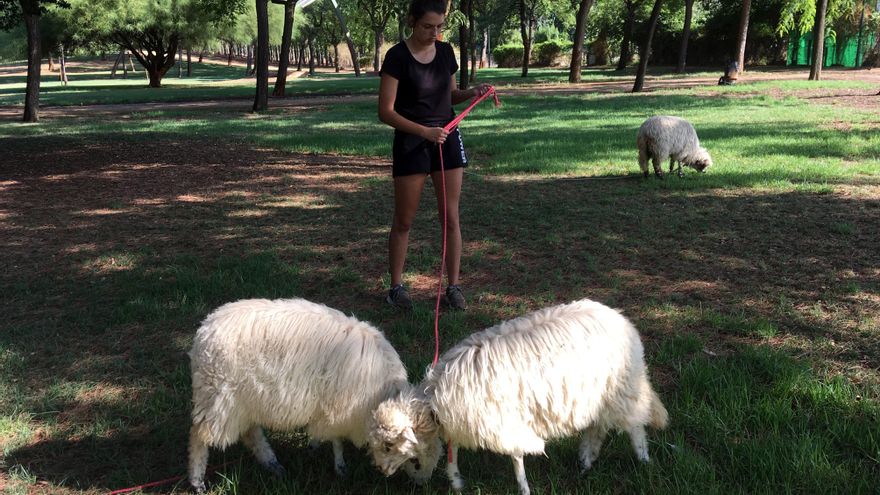 Adelina Baracco junto a las tres pequeñas ovejas churras lebrijanas mientras pastan.