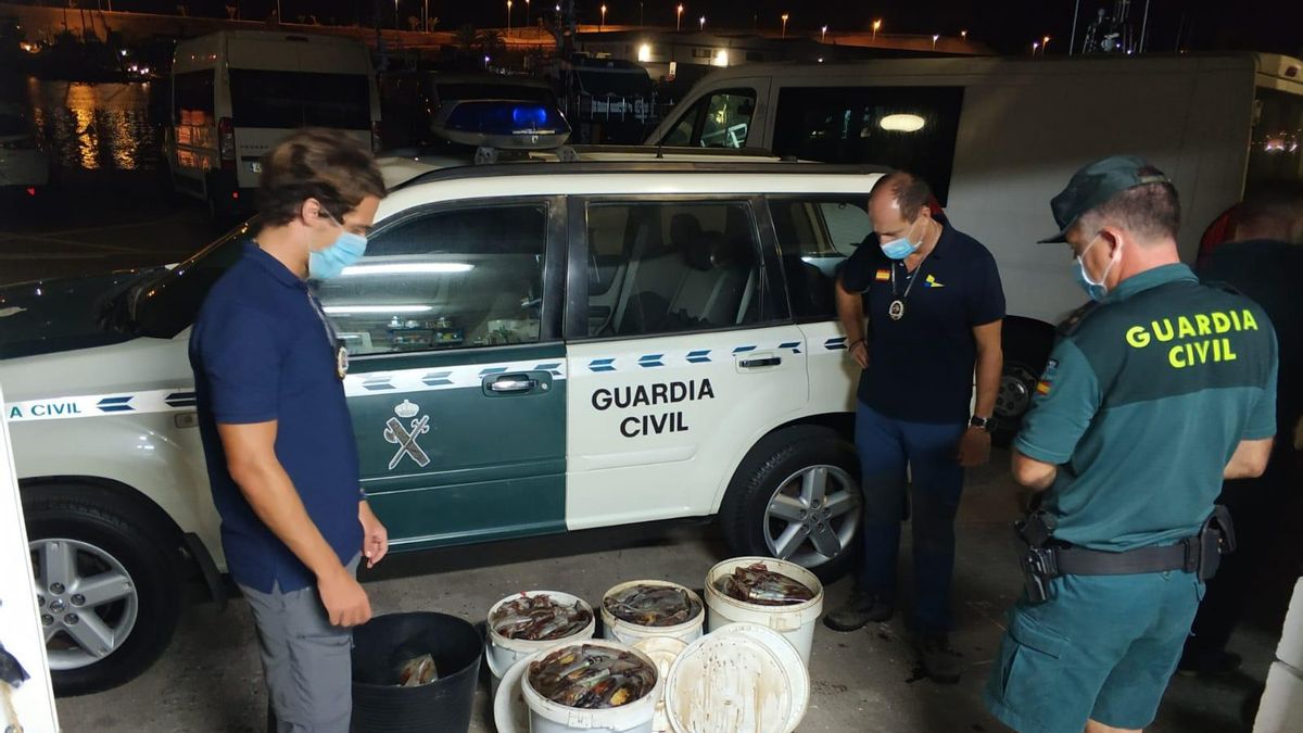 Capturas incautadas por la Guardia Civil de la provincia de Santa Cruz de Tenerife