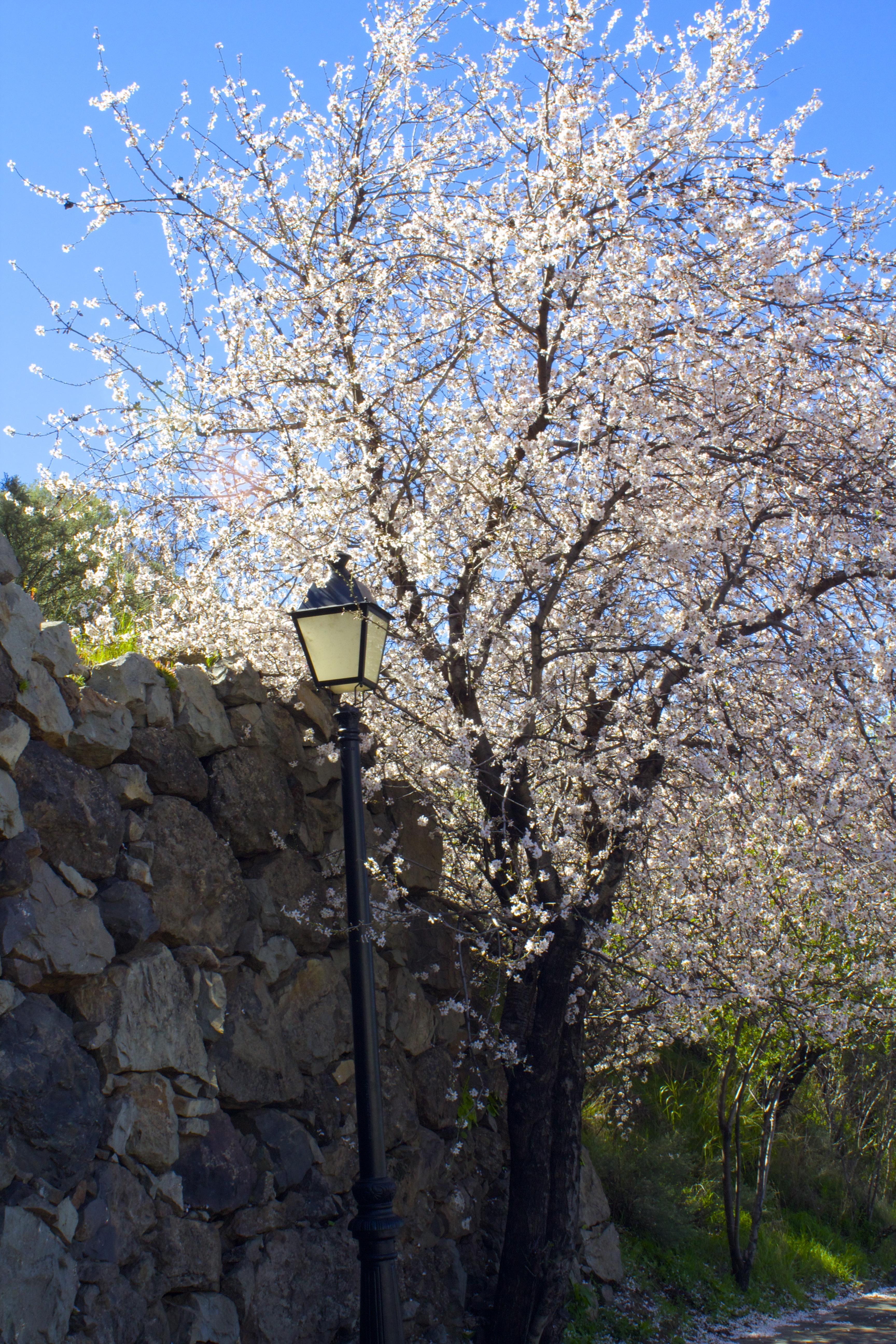Almendro en Flor en Gran Canaria. Foto: Cirenia Vico