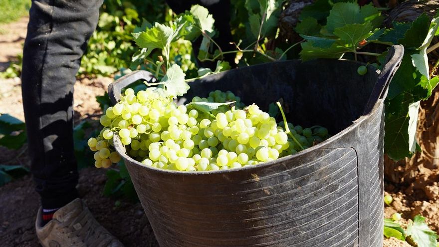 La DO La Mancha cierra la vendimia con una caída del 20% en producción y una calidad “excelente”