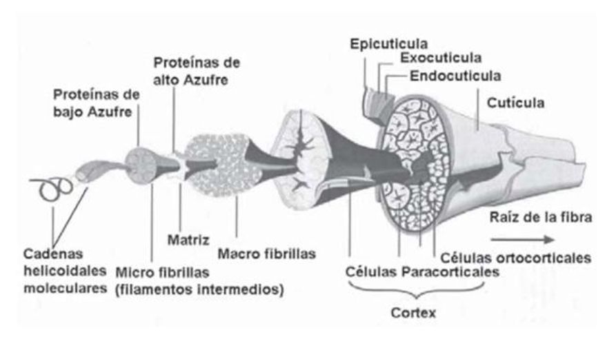 Estructura interna de la fibra de lana, en una secuencia progresiva de aumentos