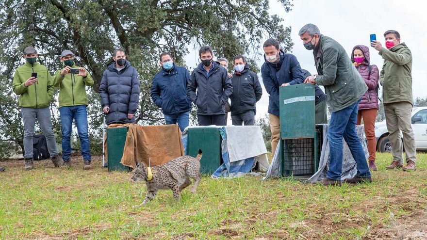 Suelta de un lince ibérico en la provincia de Toledo