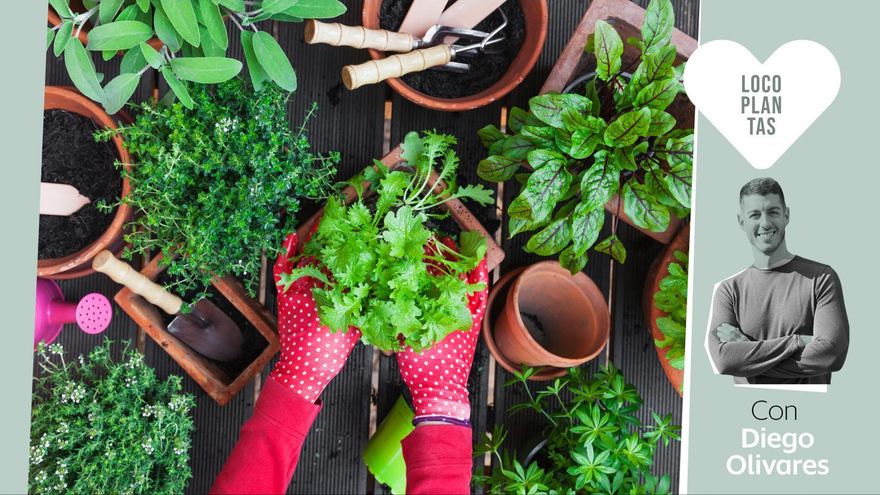 Plantas con hojas comestibles: cómo cultivarlas y usarlas en nuestra propia cocina