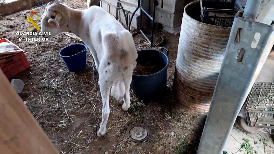 Los animales sufrían deficiencia alimentaria, entre otras cosas