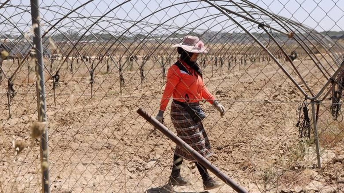 documentary frame "strawberry fields" A seasonal woman works in the Spanish countryside.