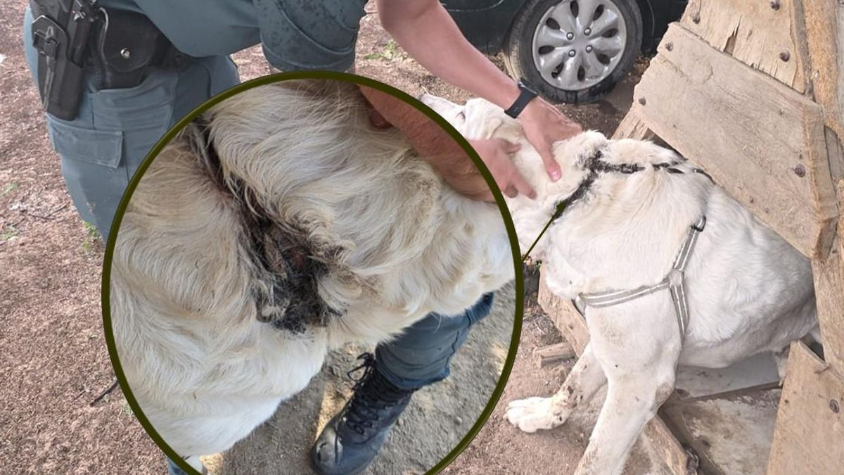 La Guardia Civil denuncia a un hombre por maltratar a una mastina que tenía atado con graves lesiones en el cuello