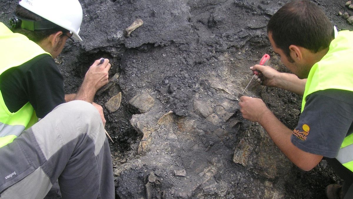 Los restos de la tortuga fueron hallados y excavados en la Mina Santa María de Ariño, en el municipio turolense de Ariño.