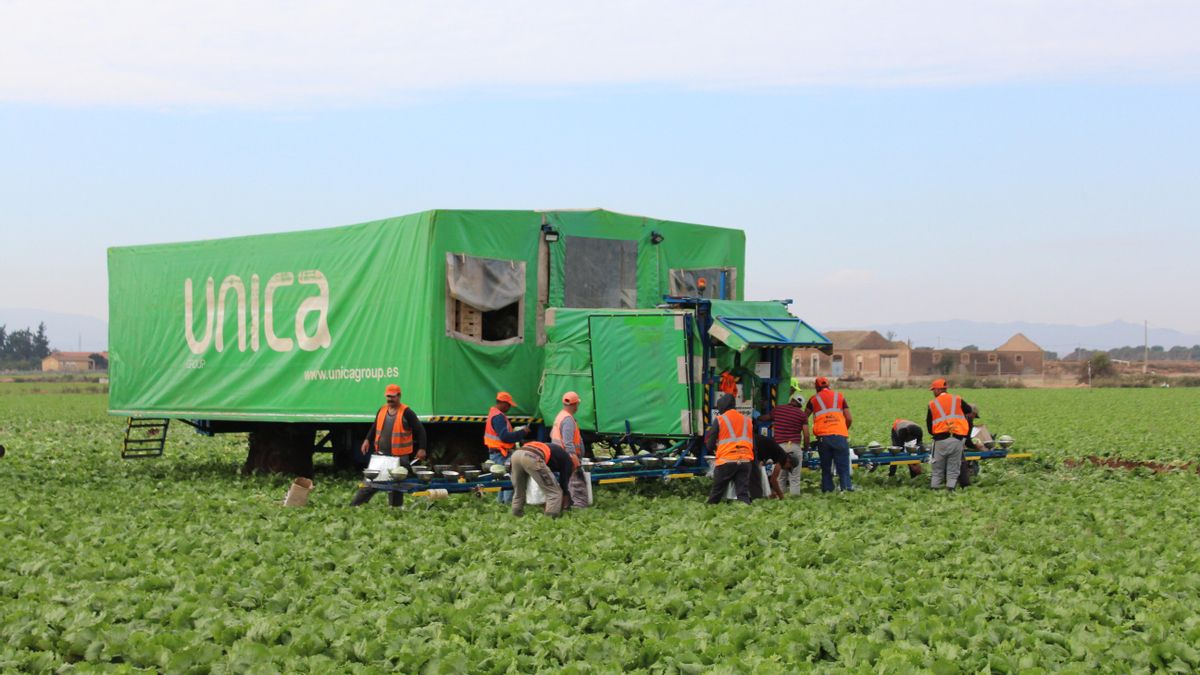 Una cuadrilla de jornaleros marroquíes recoge lechuga de una finca de las afueras de Torre Pacheco, en el Campo de Cartagena. Todas las piezas que arrancan del suelo partirán horas más tarde hacia supermercados europeos.