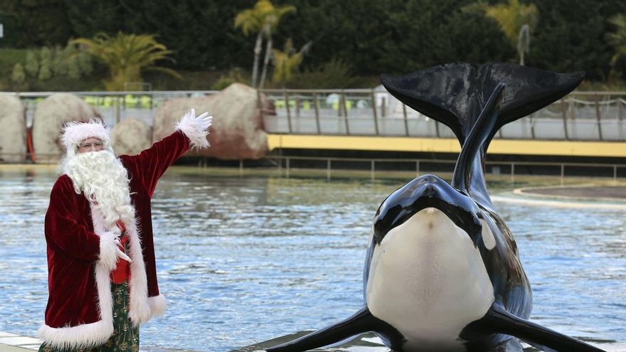 Una orca durante un espectáculo en el Marineland de Antibes (Francia)