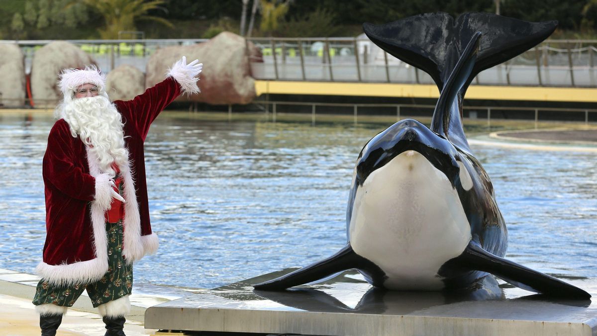 Una orca durante un espectáculo en el Marineland de Antibes (Francia)