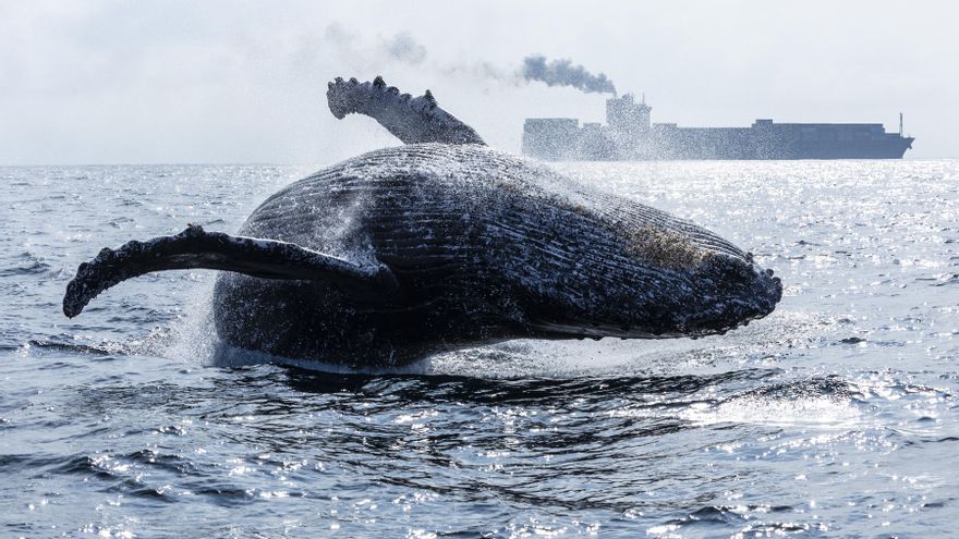 El colapso del alimento de las ballenas ha apagado sus cantos y activado todas las alertas sobre el futuro de la Tierra