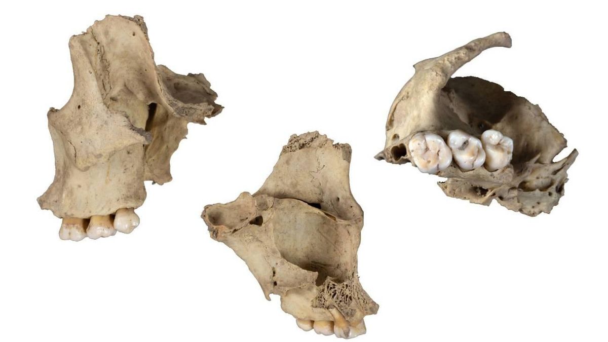 Maxilar humano canibalizado de la cueva de El Mirador.