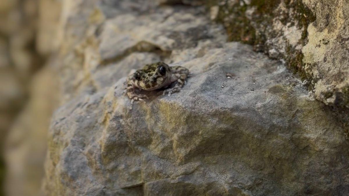 El sapillo balear se enfrenta a amenazas como las sequías o depredadores como la serpiente de agua