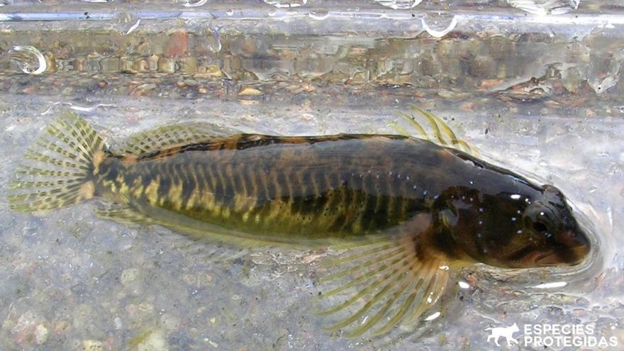 Reaparece el pez fraile en la cuenca del río Segura, donde se daba por extinguido