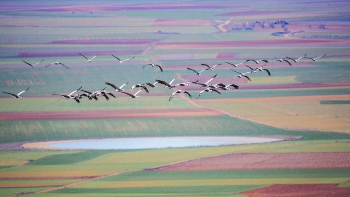 Grullas en vuelo en las cercanías de Gallocanta.
