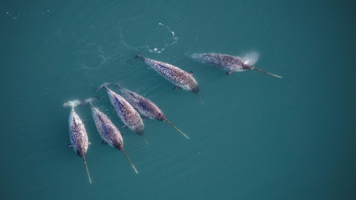 Anatomía del colmillo del narval: revelan el fascinante 'truco' que le permite crecer recto y alcanzar los 3 metros