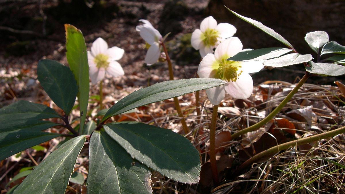 El eléboro era de un gran interés para Calígula