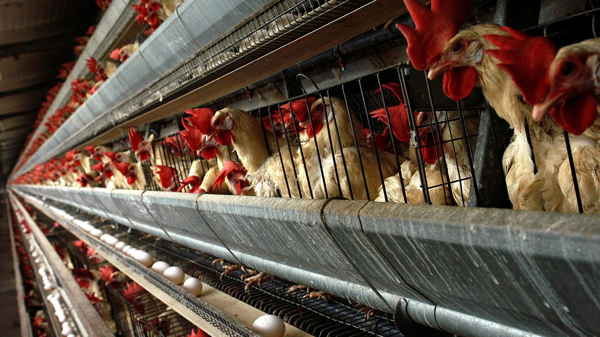 La enfermedad de Newcastle se extiende a Segovia y afecta ya a 1,4 millones de aves