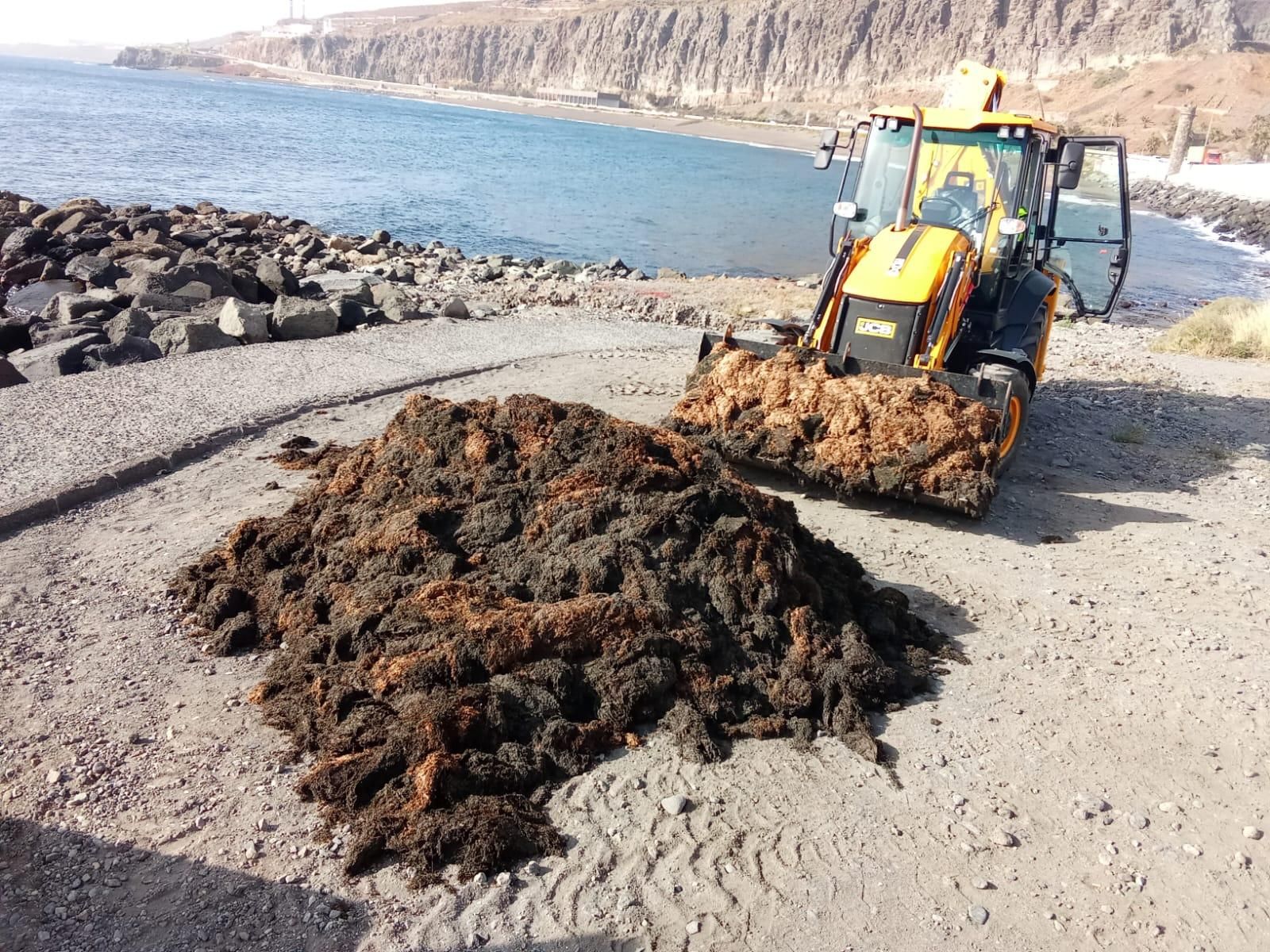 Algas en las piscinas de La Laja, en Las Palmas de Gran Canaria.