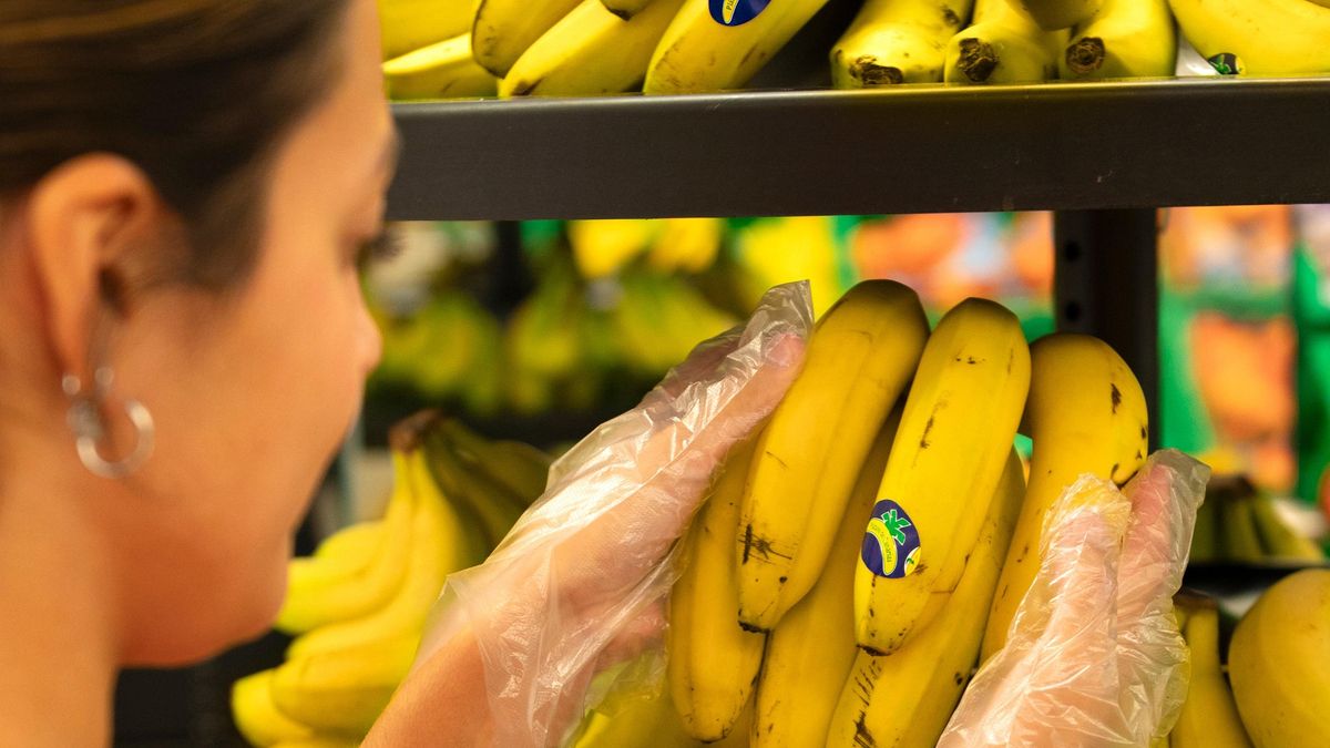 Asprocan reconoce que en 2025 la ‘banana’ tuvo  más cuota de mercado en la Península que el plátano