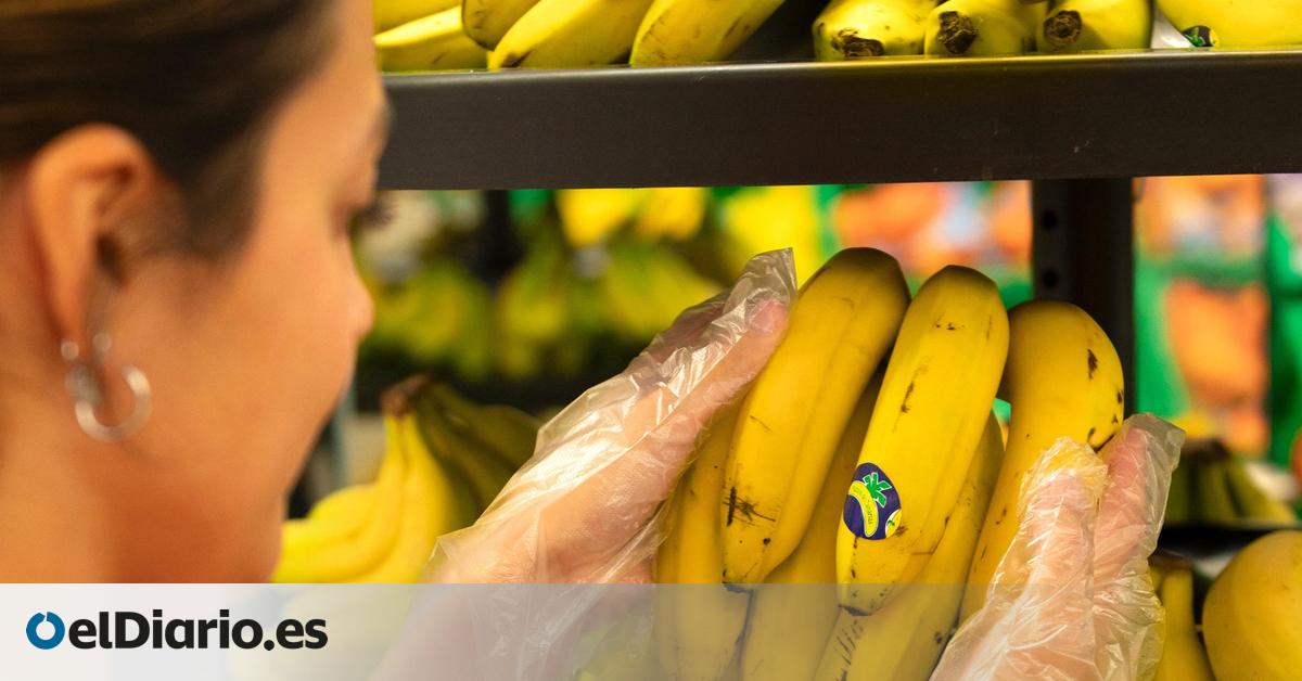 Asprocan reconoce que en 2025 la ‘banana’ tuvo más cuota de mercado en la Península que el plátano