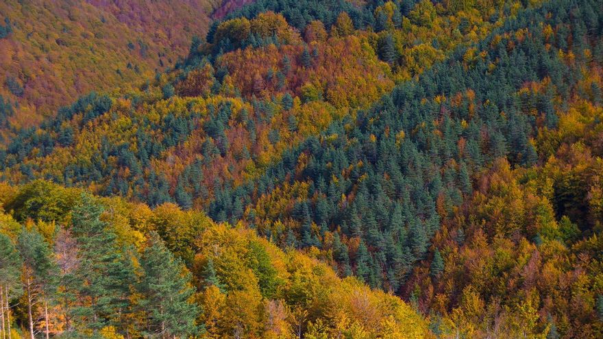 La Selva de Irati, en Navarra.